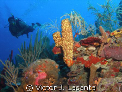 yellow tube sponge at the face dive site in parguera area... by Victor J. Lasanta 